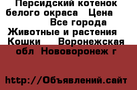 Персидский котенок белого окраса › Цена ­ 35 000 - Все города Животные и растения » Кошки   . Воронежская обл.,Нововоронеж г.
